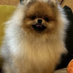 Sonic-male-pomeranian-puppy-for-sale-1 (2)