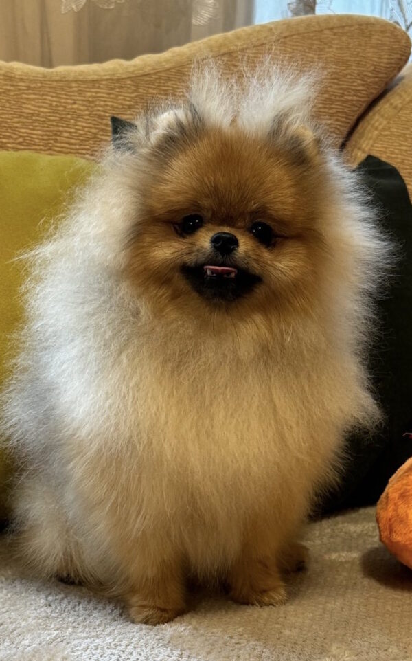 Sonic Pomeranian Sonic Pomeranian