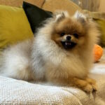 Francheska Pomeranian