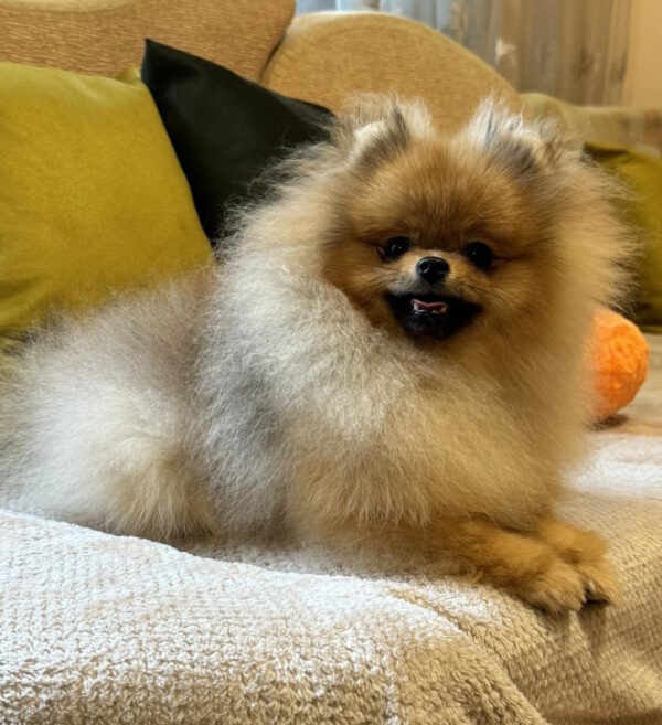 Sonic Pomeranian Sonic Pomeranian