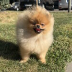 Sonic-male-pomeranian-puppy-for-sale-1 (4)