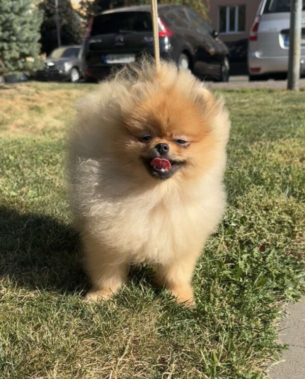 Sonic Pomeranian Sonic Pomeranian