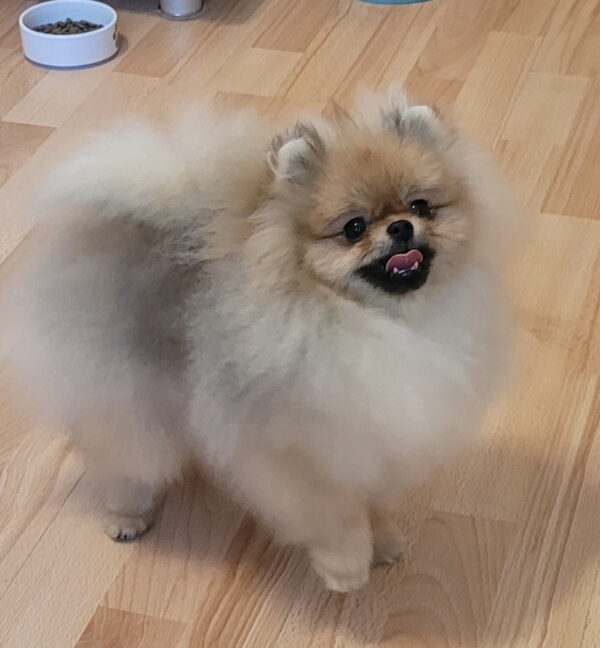 Sonic Pomeranian Sonic Pomeranian