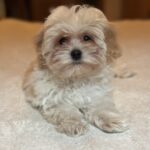 Rafela Maltipoo