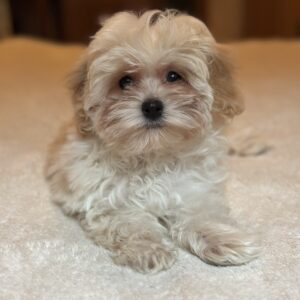 Stella Maltipoo