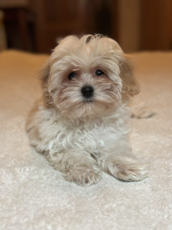 Stella Maltipoo