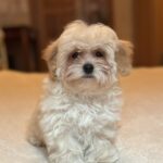 Stella-female-maltipoo-puppy-for-sale-1 (2)