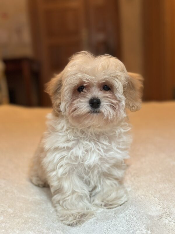 Stella Maltipoo