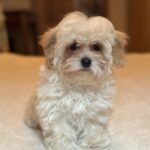 Stella-female-maltipoo-puppy-for-sale-1 (3)