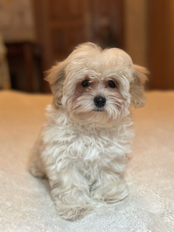 Stella Maltipoo