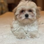 Stella-female-maltipoo-puppy-for-sale-1 (4)