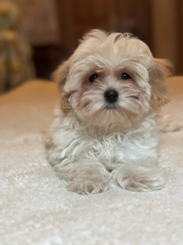 Stella Maltipoo