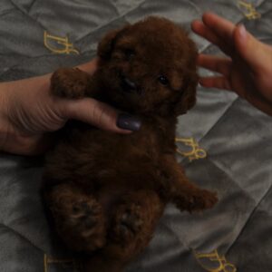 Stella Toy Poodle