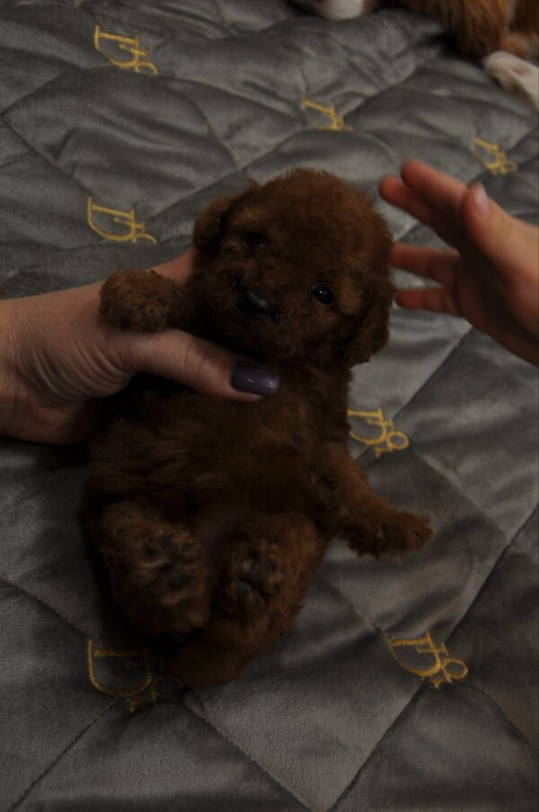 Stella Toy Poodle