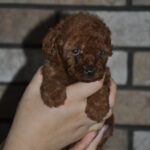 Stella-female-toy-poodle-puppy-for-sale-1 (2)