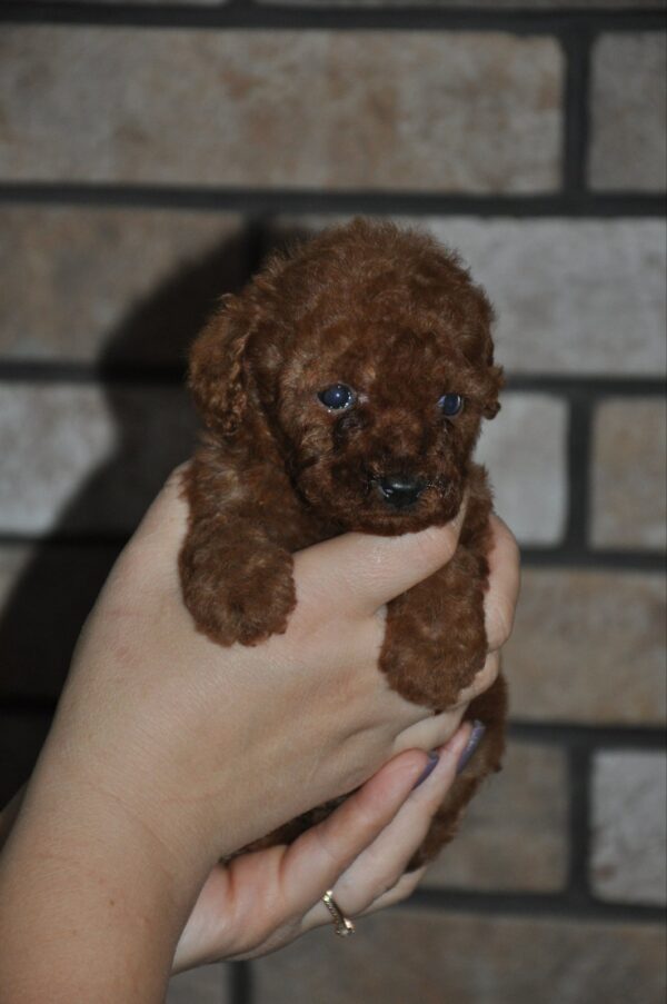 Stella Toy Poodle