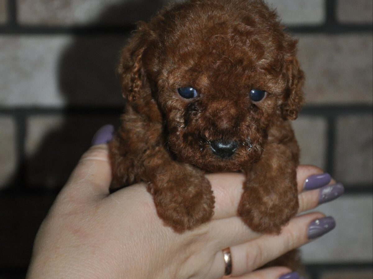Cavoodle Puppy Chocolate Spoodle Spoodle Breeders Near Me Our Gorgeous  Spoodle Puppies Are Having So Much Fun Playing Each They Are Available To  Meet We Have Both Toy And Mini Sized Spoodle, image size:1200x900
