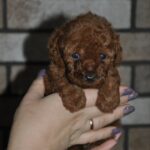 Leon Toy Poodle