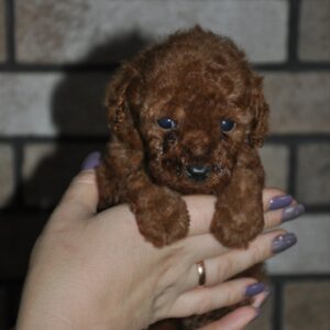 Stella Toy Poodle