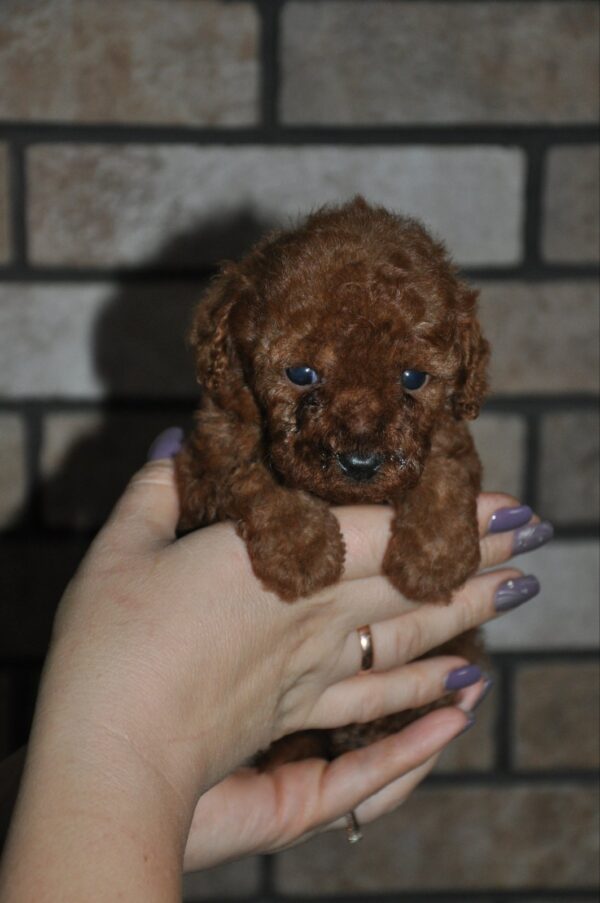 Stella Toy Poodle