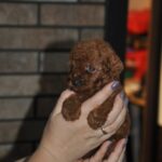 Stella-female-toy-poodle-puppy-for-sale-1 (4)