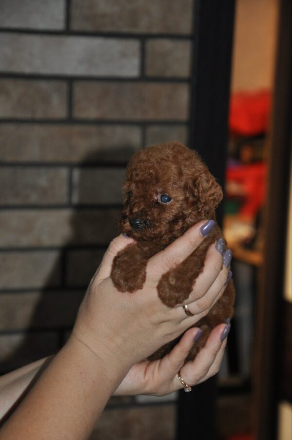 Stella Toy Poodle