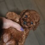 Stella-female-toy-poodle-puppy-for-sale-1 (5)