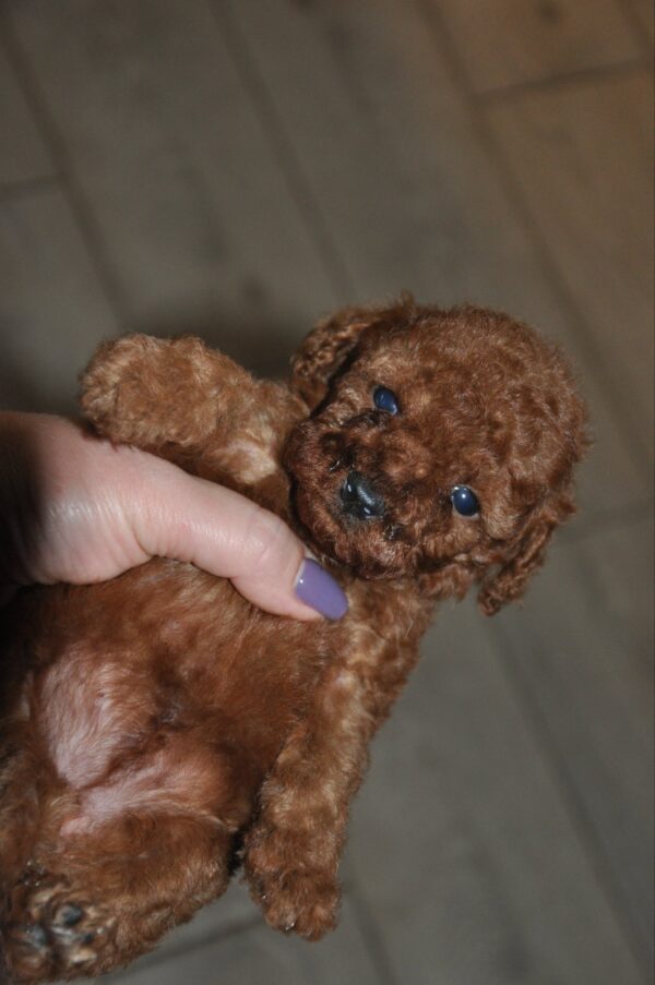 Stella Toy Poodle