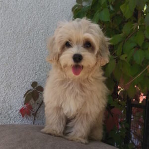 Tai Maltipoo