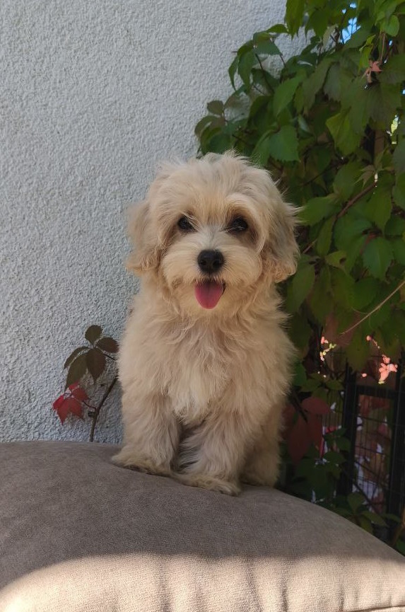 Tai Maltipoo