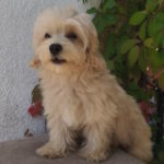 Tai-male-maltipoo-puppy-for-sale-1 (2)