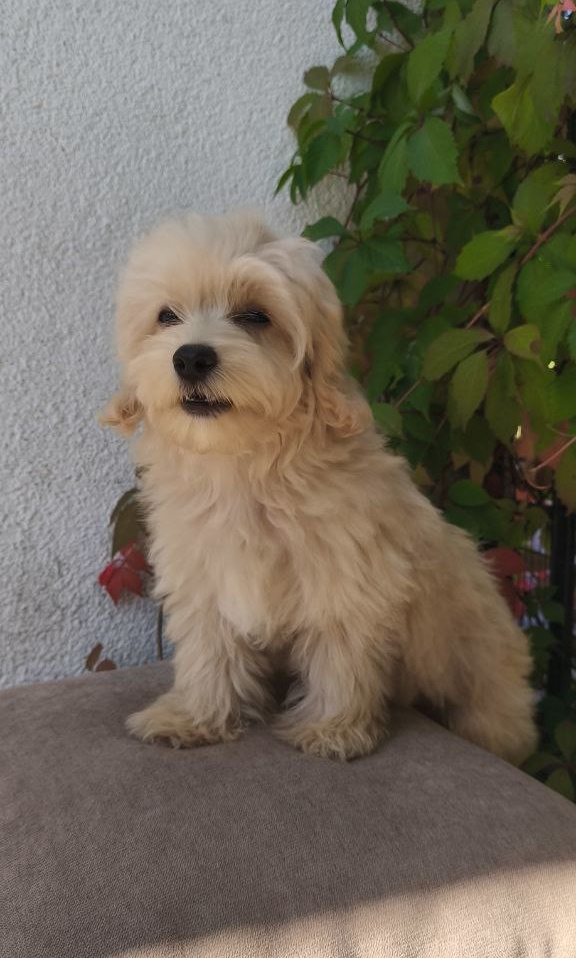 Tai Maltipoo