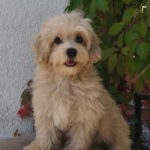 Tai-male-maltipoo-puppy-for-sale-1 (3)