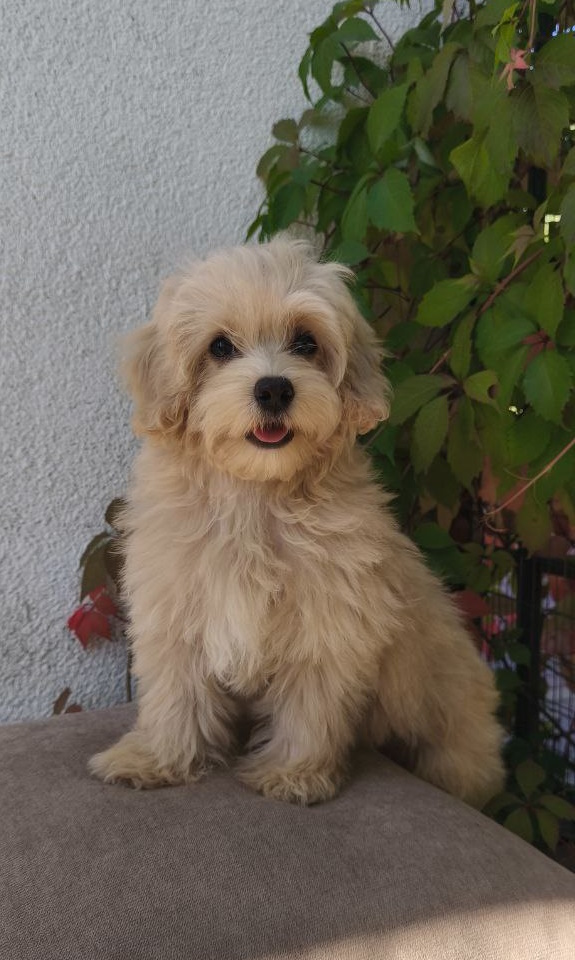 Tai Maltipoo