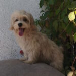 Tai-male-maltipoo-puppy-for-sale-1 (4)
