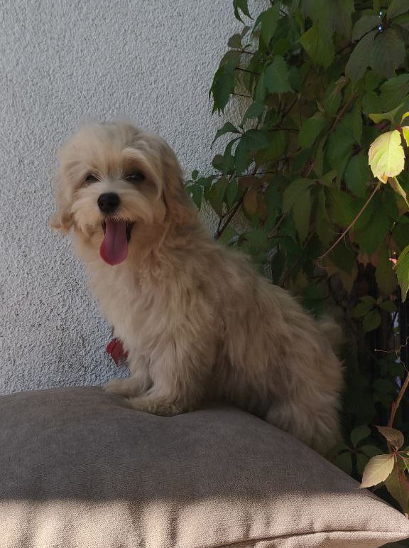 Tai Maltipoo