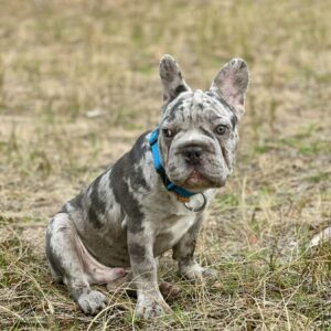 Takeshi Big Rope French Bulldog