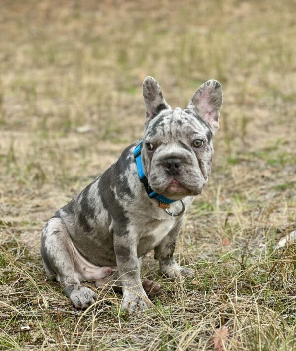 Takeshi Big Rope French Bulldog