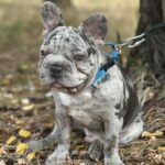 Takeshi-male-french-bulldog-puppy-for-sale-1 (2)