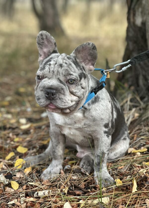 Takeshi Big Rope French Bulldog