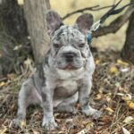 Takeshi-male-french-bulldog-puppy-for-sale-1 (3)