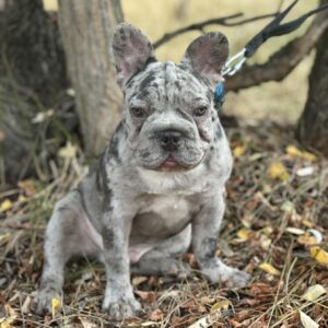 Takeshi Big Rope French Bulldog