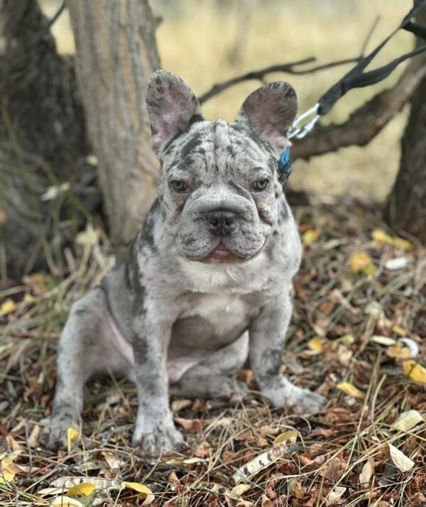 Takeshi Big Rope French Bulldog