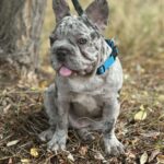 Takeshi-male-french-bulldog-puppy-for-sale-1 (4)