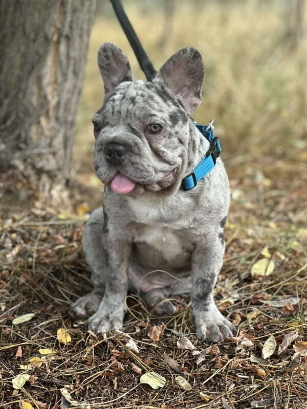 Takeshi Big Rope French Bulldog