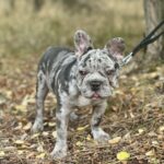 Takeshi-male-french-bulldog-puppy-for-sale-1 (5)