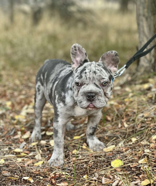 Takeshi Big Rope French Bulldog