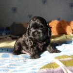 Talls-male-Cavapoo-puppy-for-sale-1