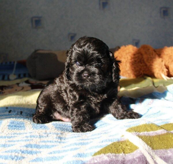 Talls Cavapoo