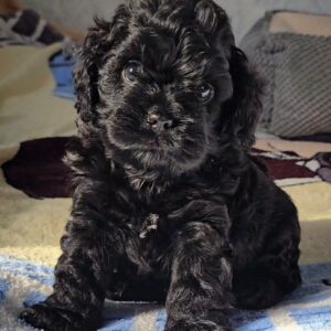 Talls Cavapoo